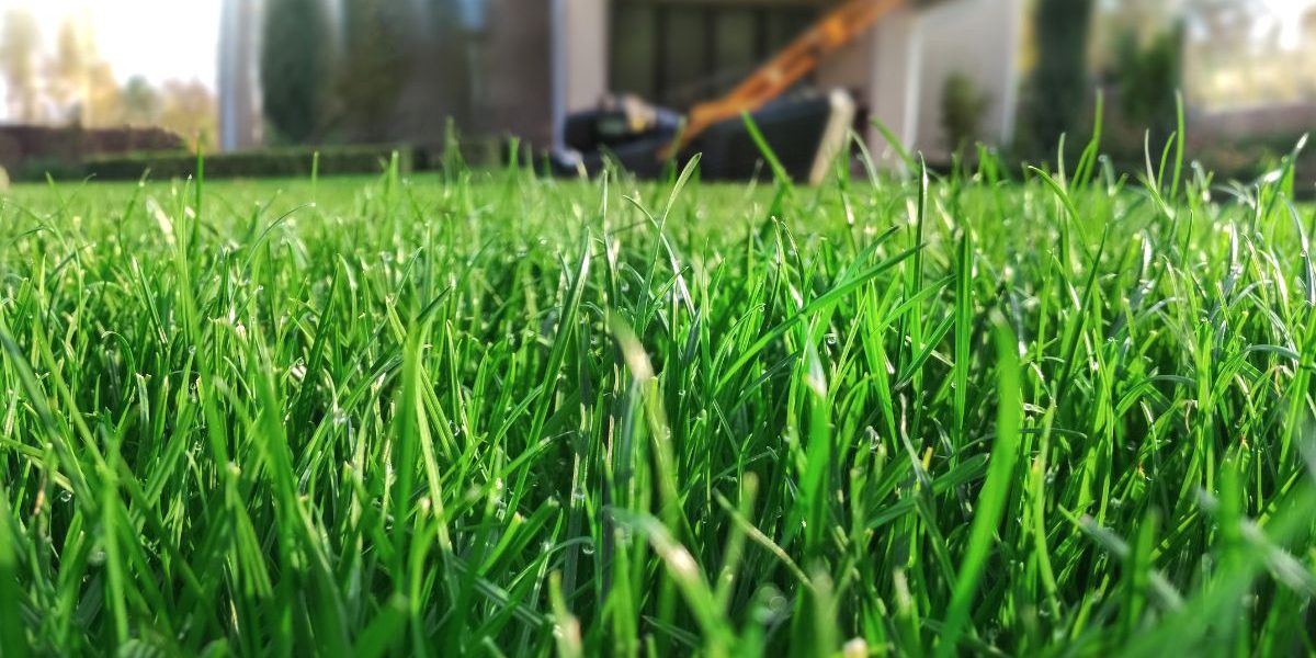 biologisch gras
