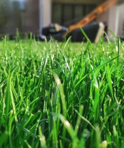 biologisch gras